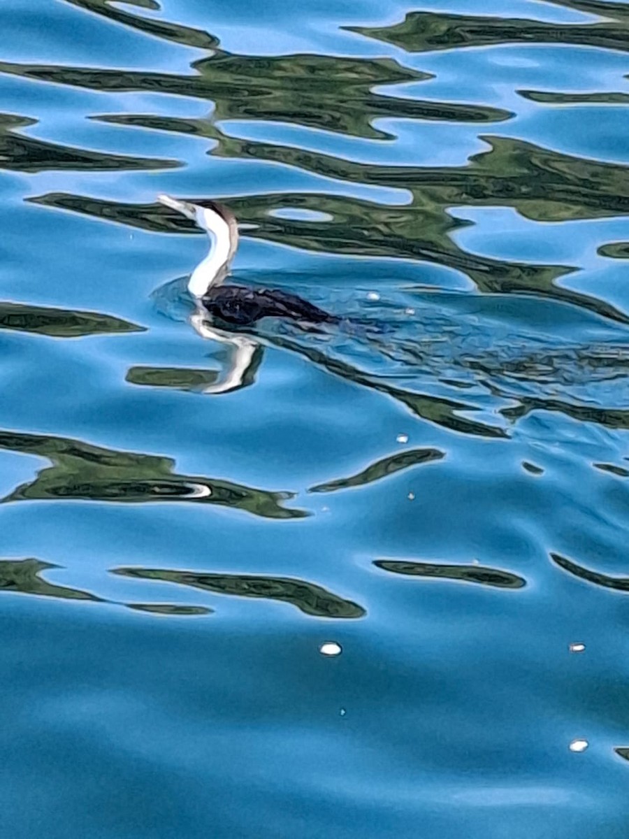 Pied Cormorant - ML643654120