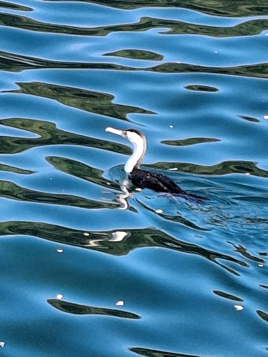 Pied Cormorant - ML643654125