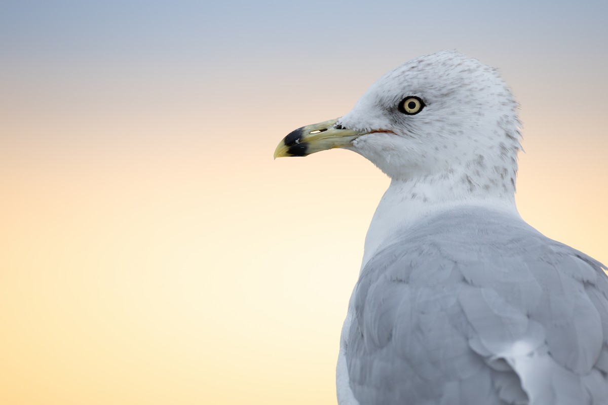 Ring-billed Gull - ML643654154