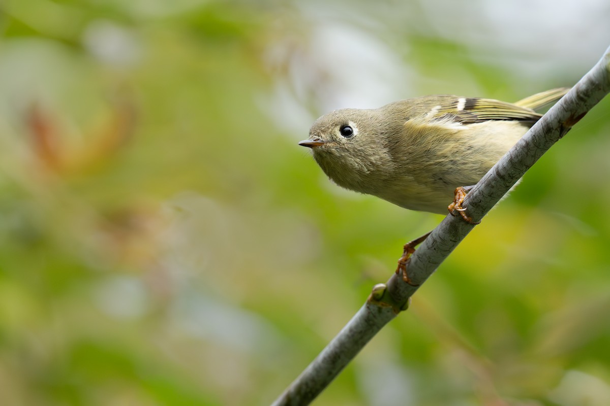 Ruby-crowned Kinglet - ML643654165