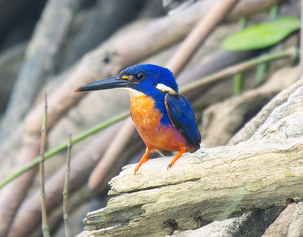 Azure Kingfisher - ML643654167