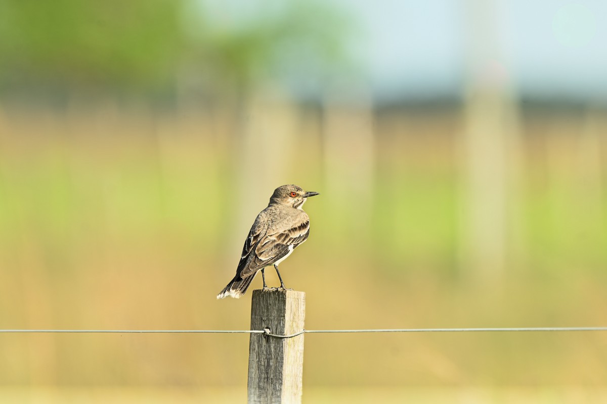 Gray Monjita - ML643654177