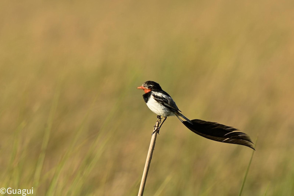 Strange-tailed Tyrant - ML643654187