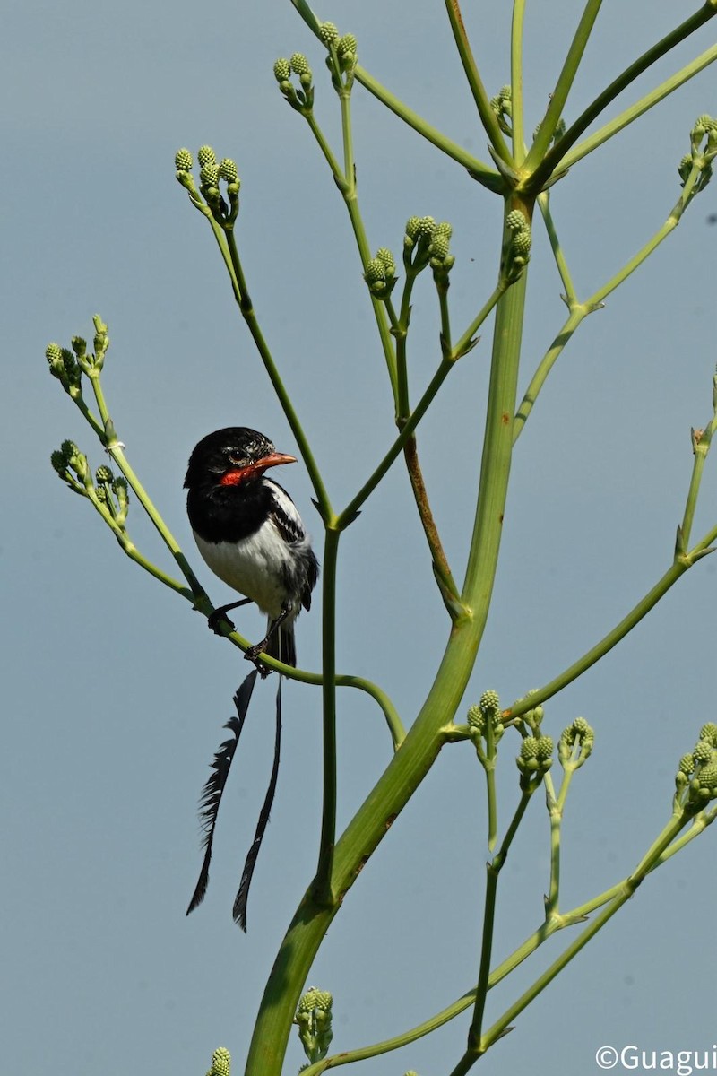 Strange-tailed Tyrant - ML643654188