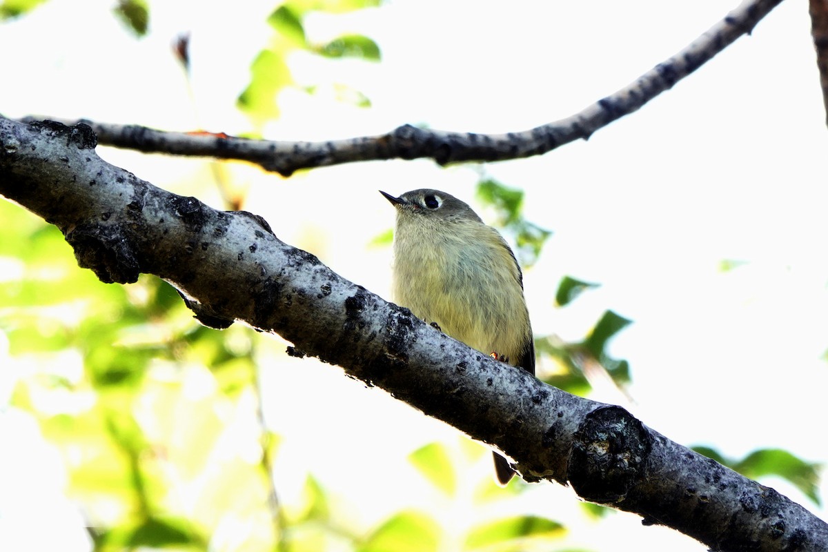 Ruby-crowned Kinglet - ML643654191
