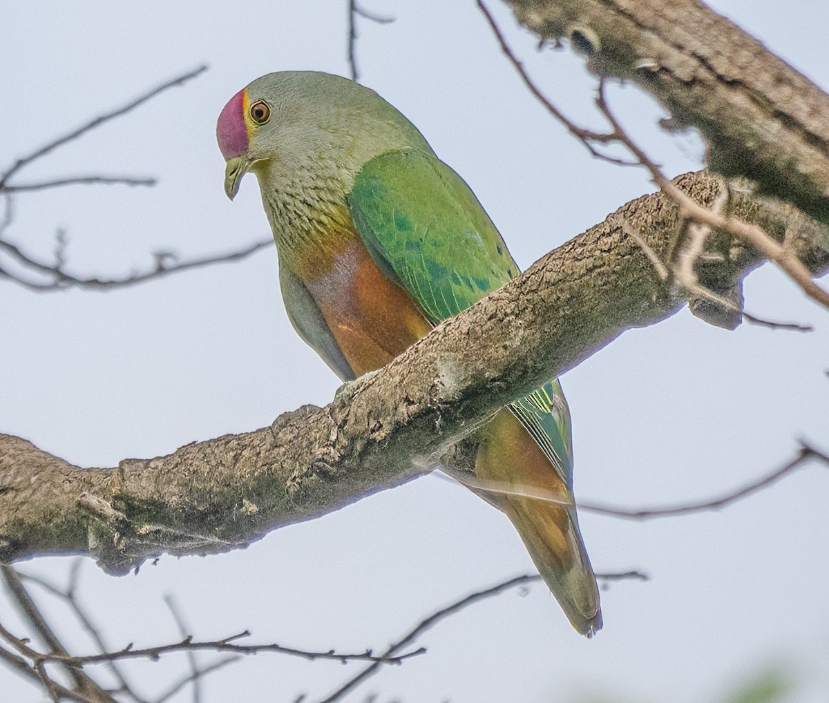 Rose-crowned Fruit-Dove - ML643654193