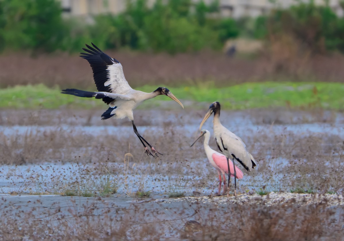 Wood Stork - ML643654197