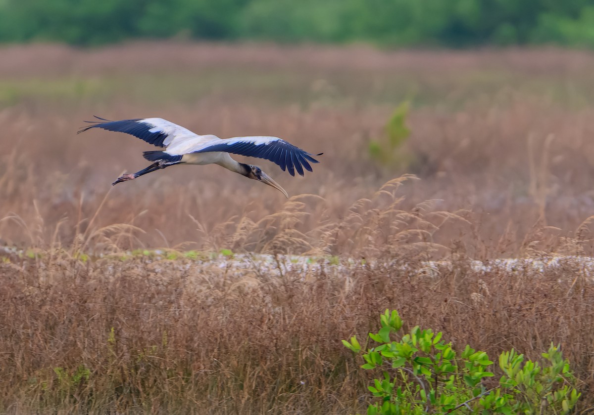 Wood Stork - ML643654202