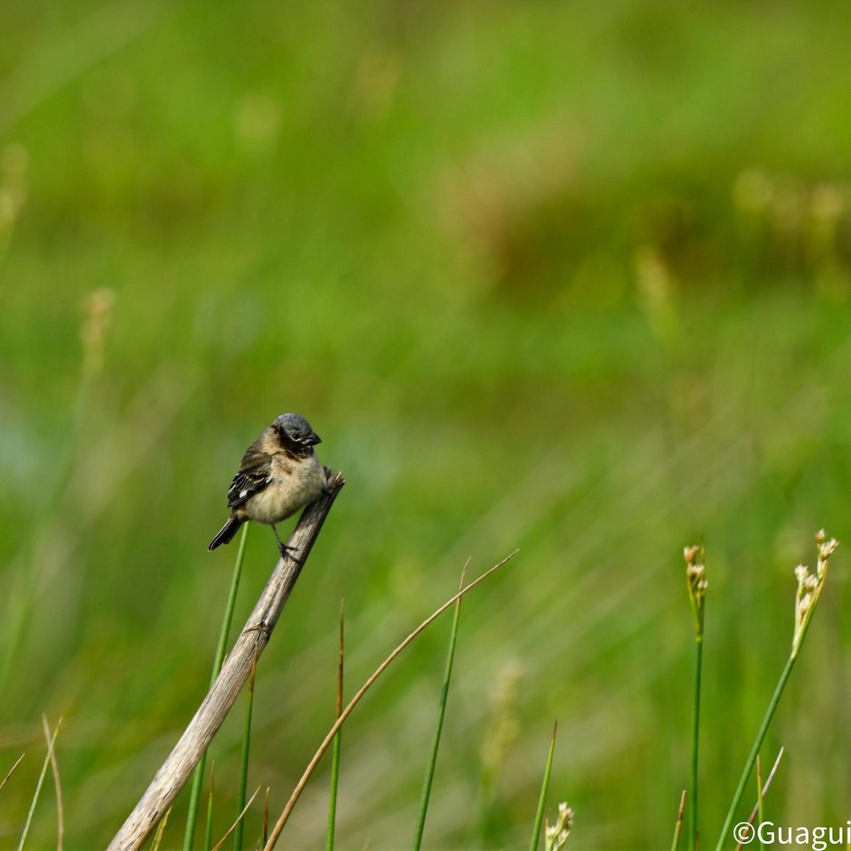 Ibera Seedeater - ML643654206