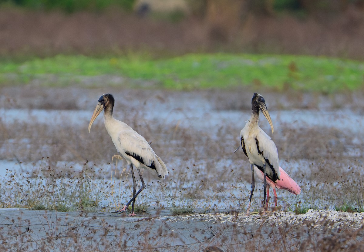 Wood Stork - ML643654207