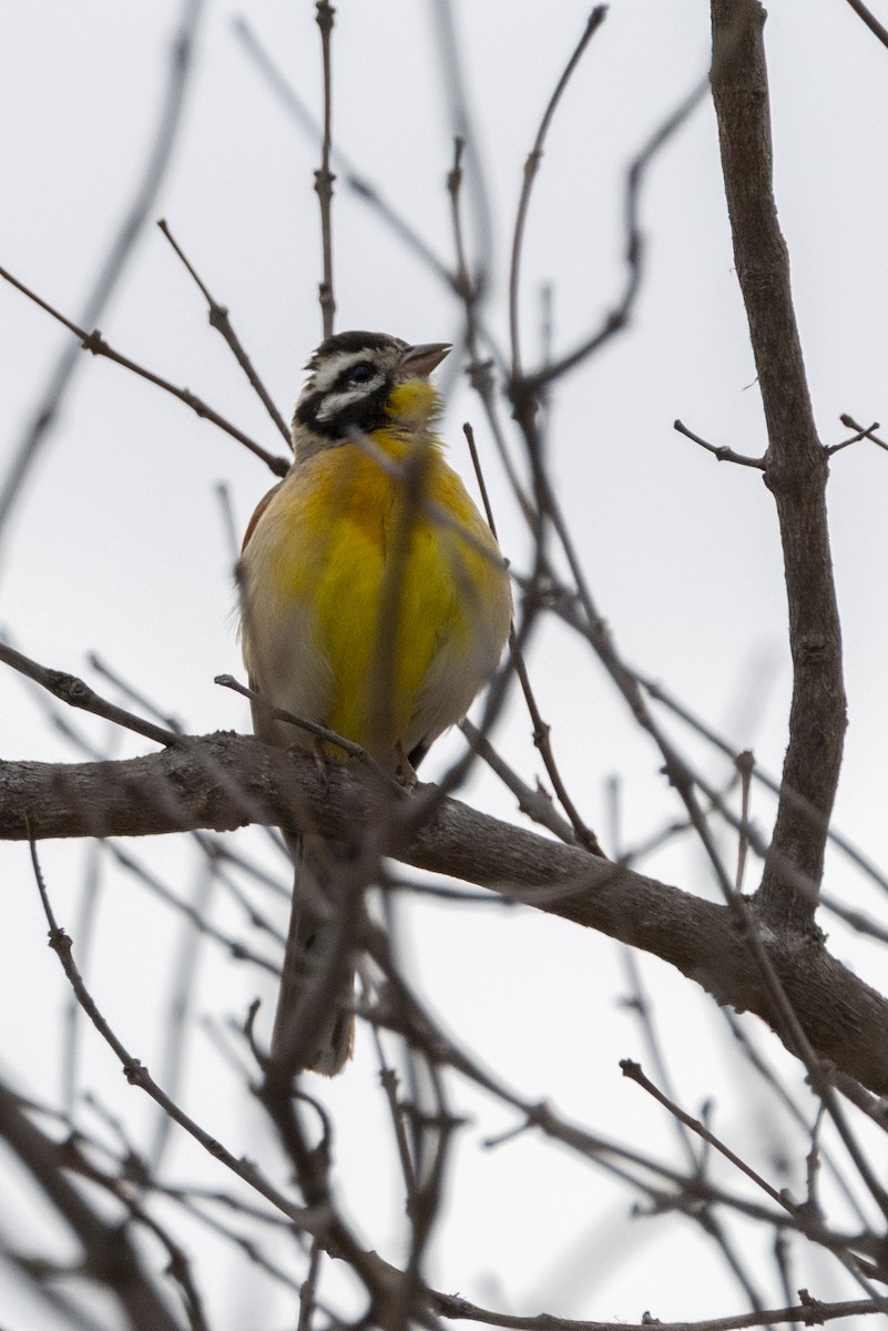 Golden-breasted Bunting - ML643654234