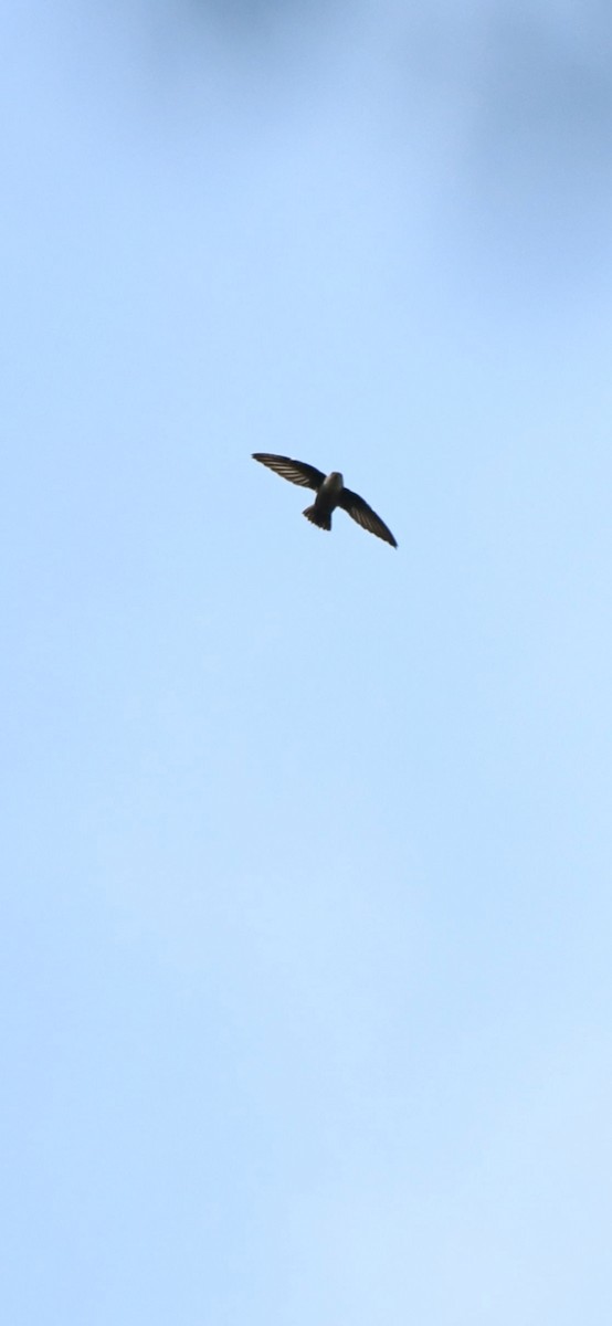 Chimney Swift - ML643654251