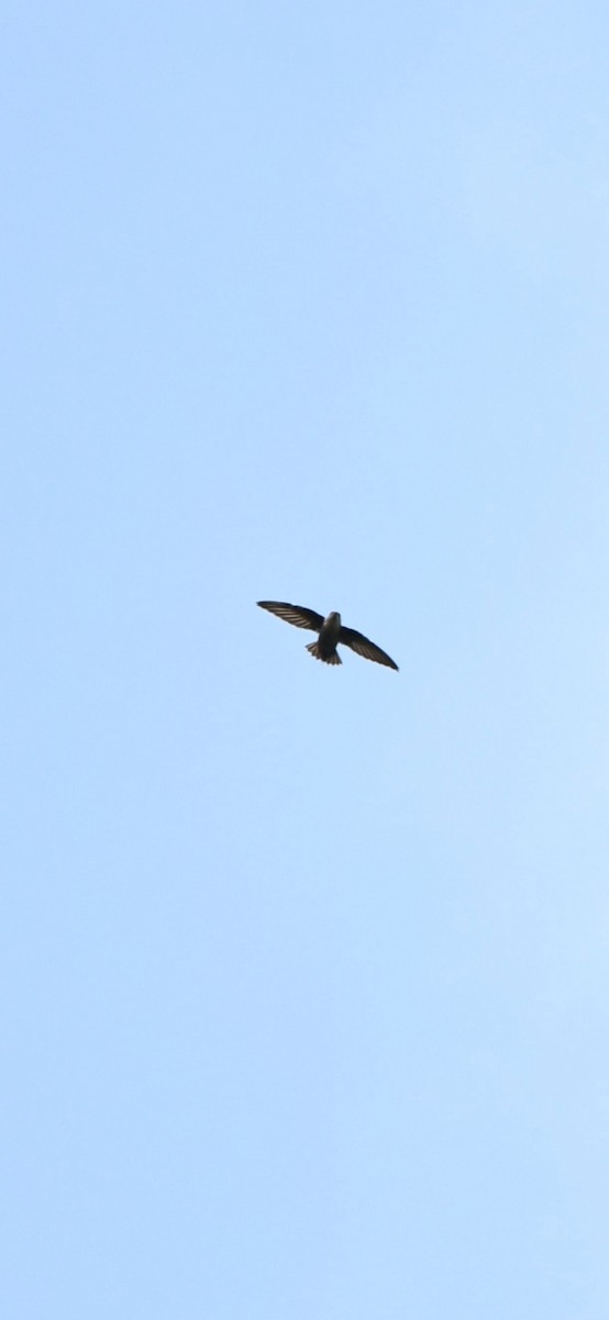 Chimney Swift - ML643654252