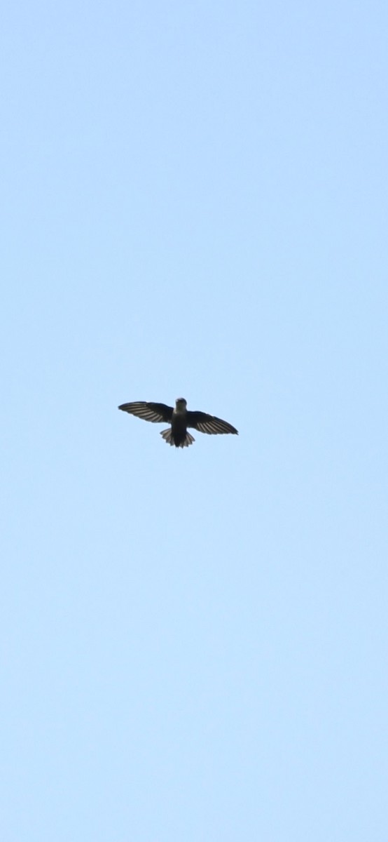 Chimney Swift - ML643654253