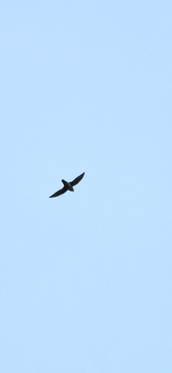 Chimney Swift - ML643654254