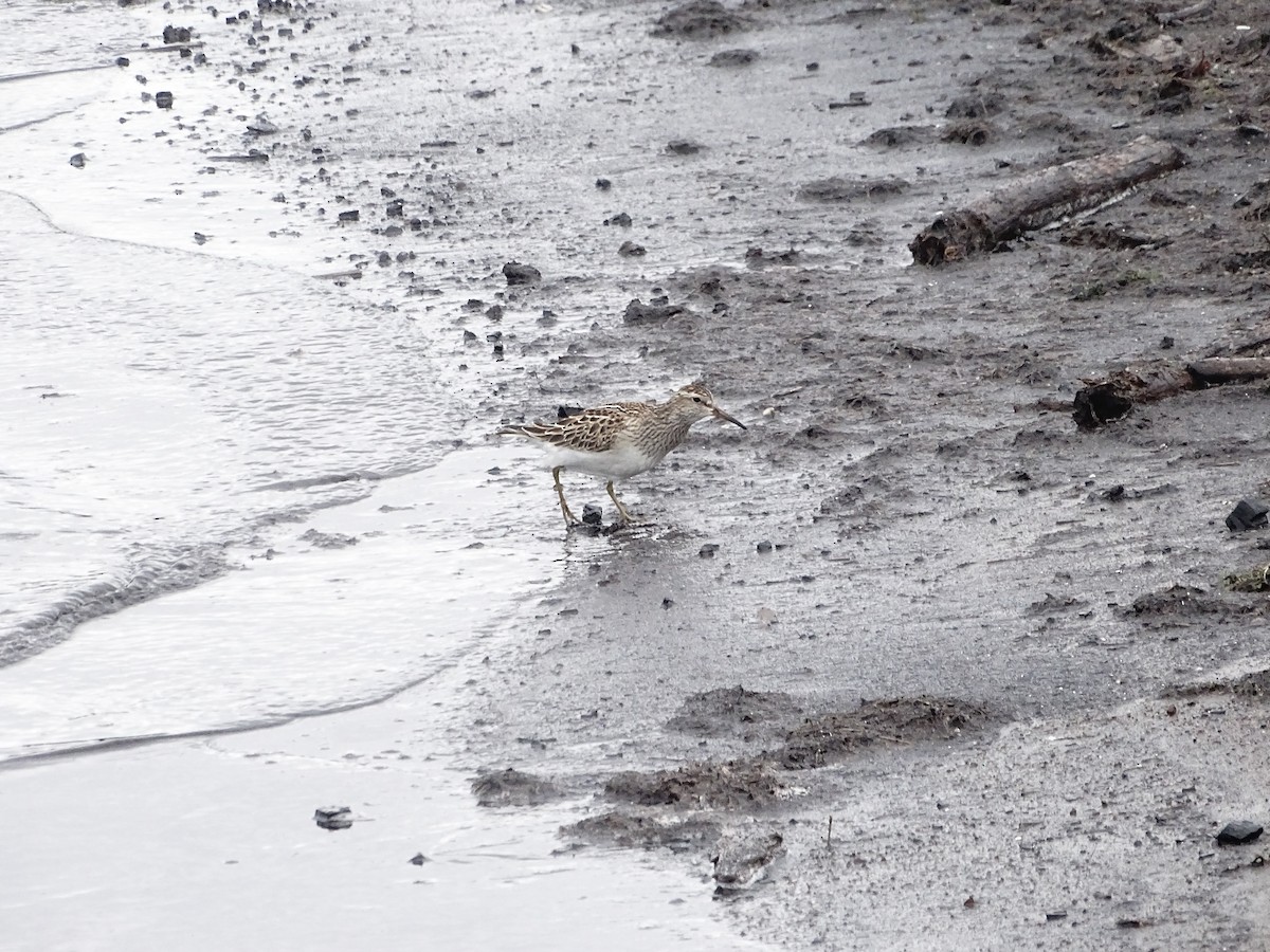 Pectoral Sandpiper - ML643654267