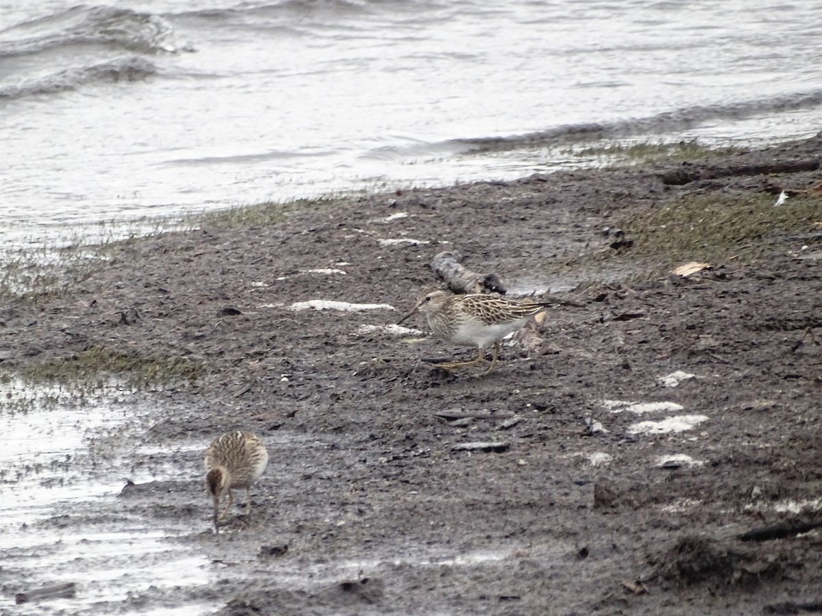 Pectoral Sandpiper - ML643654268