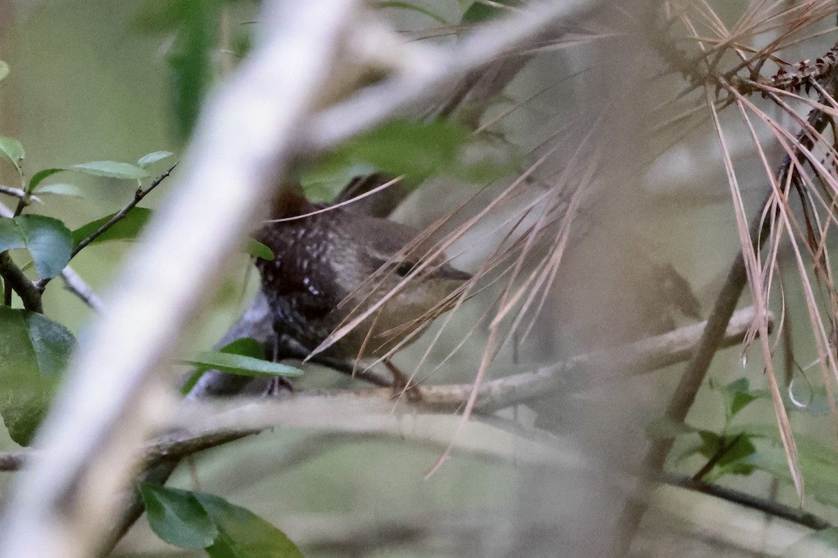 Winter Wren - ML643654278