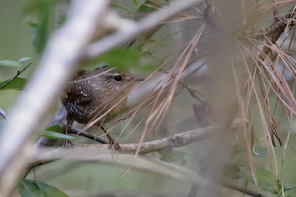 Winter Wren - ML643654279