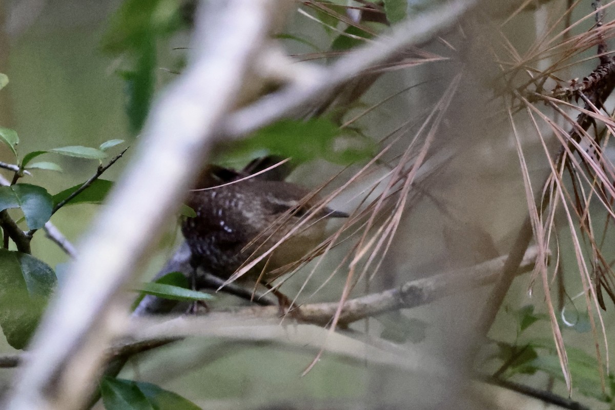 Winter Wren - ML643654280