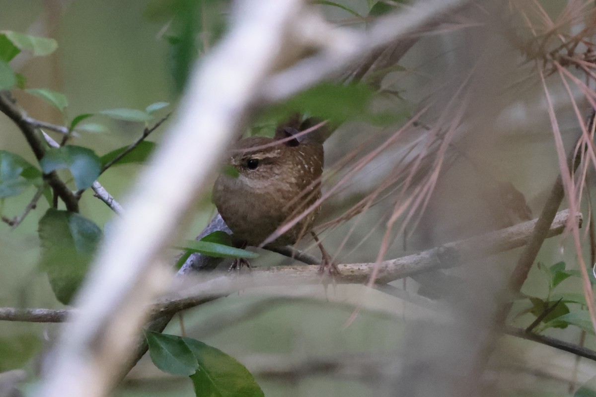 Winter Wren - ML643654281