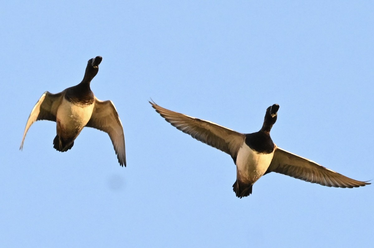 Ring-necked Duck - ML643654295