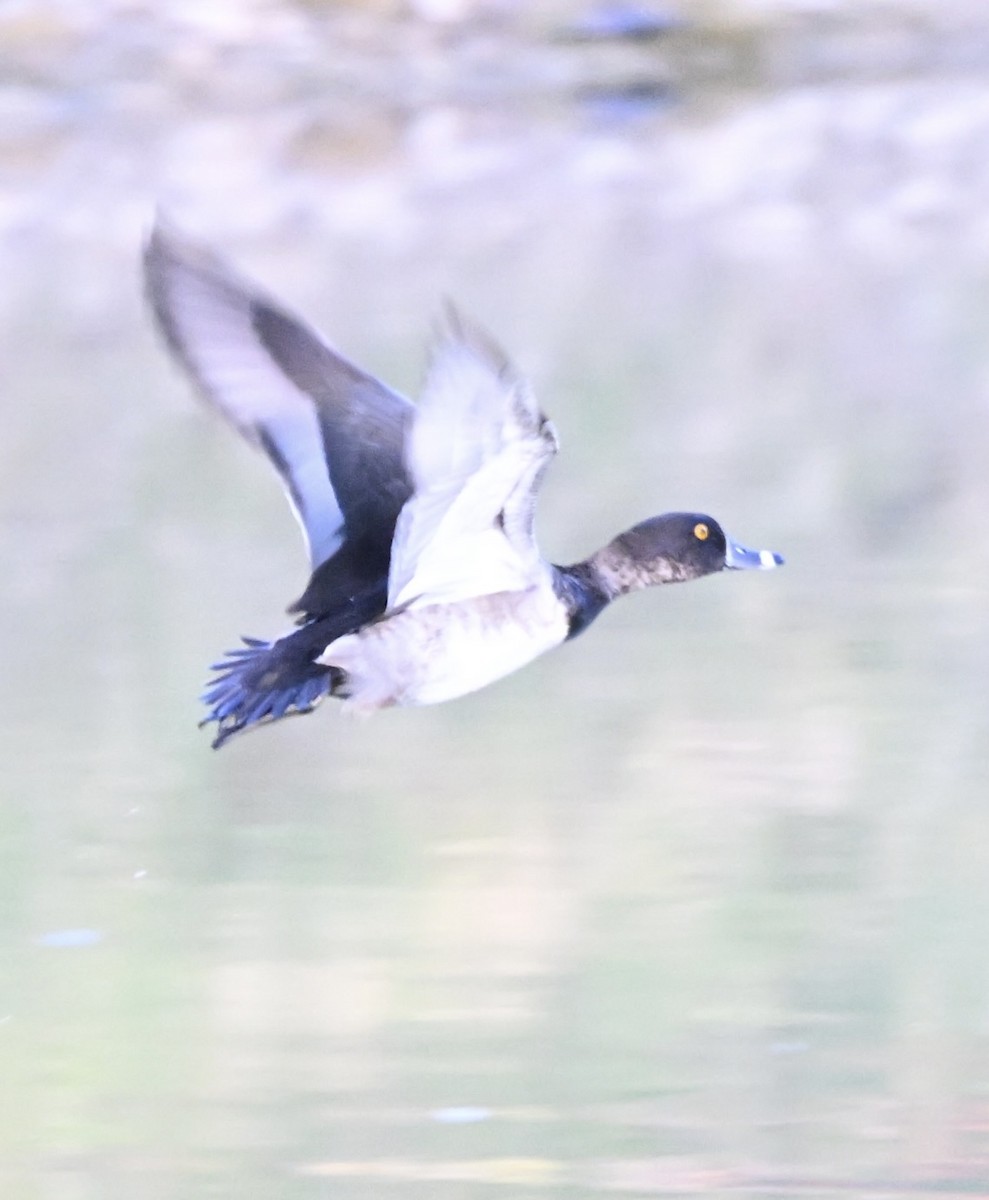 Ring-necked Duck - ML643654303