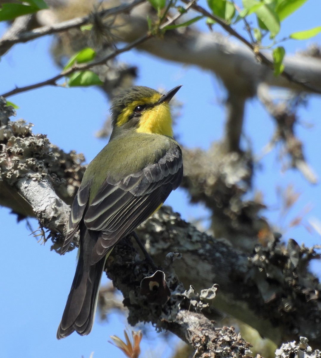 キマユタイランチョウ - ML643654314