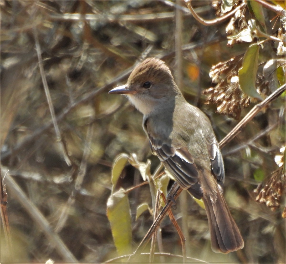 Brown-crested Flycatcher - ML643654328