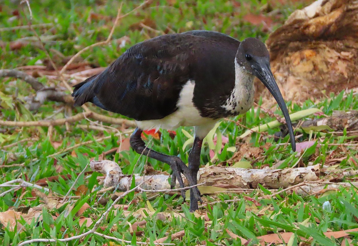 Straw-necked Ibis - ML643654335