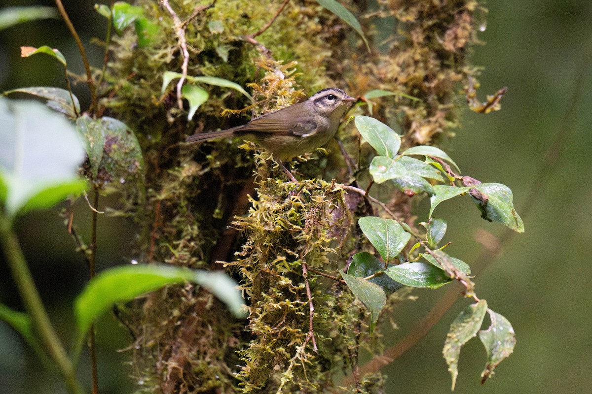 costaricaparula - ML643654346