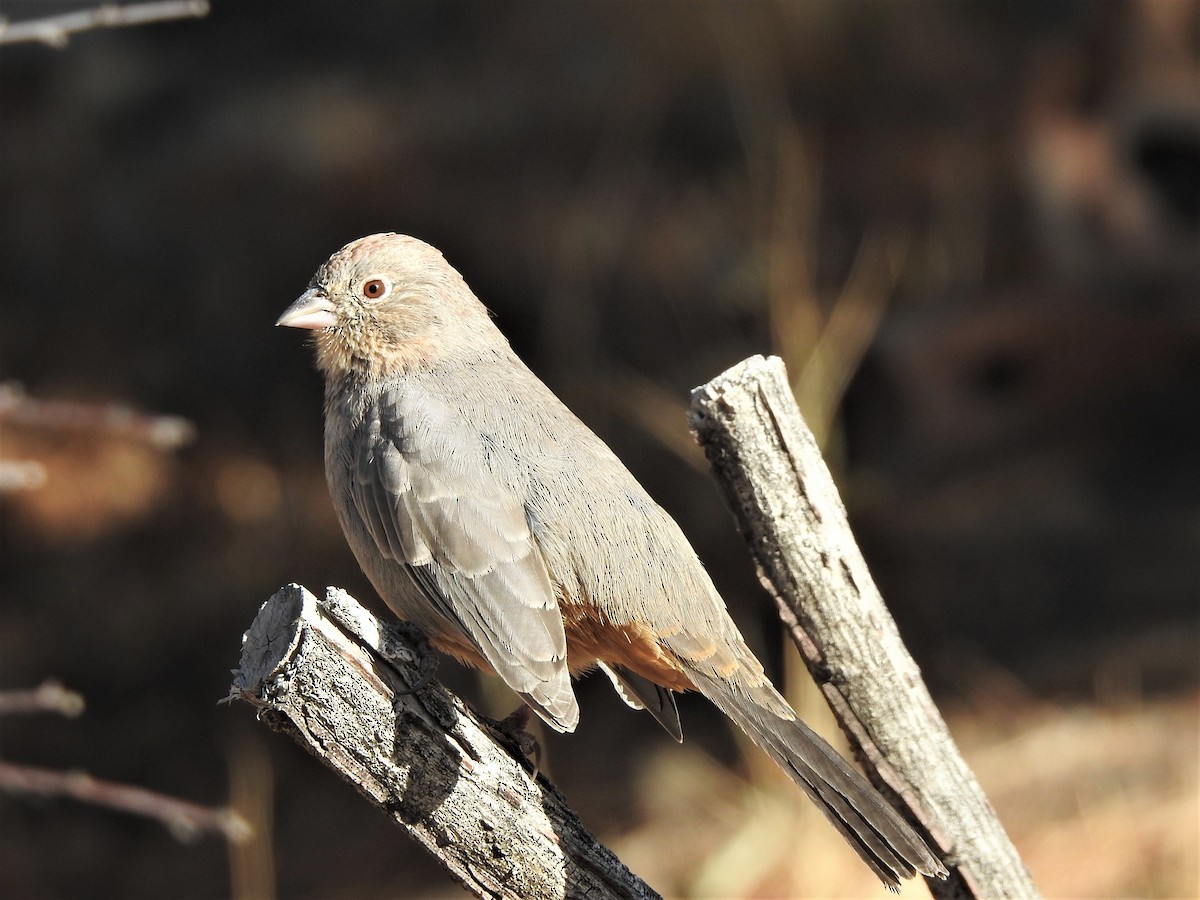 Canyon Towhee - ML643654362