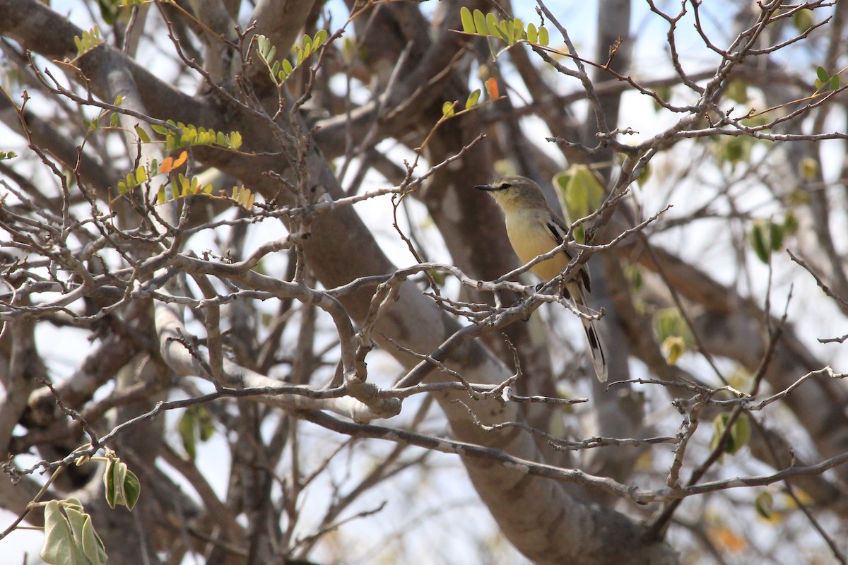Greater Wagtail-Tyrant - ML643654366