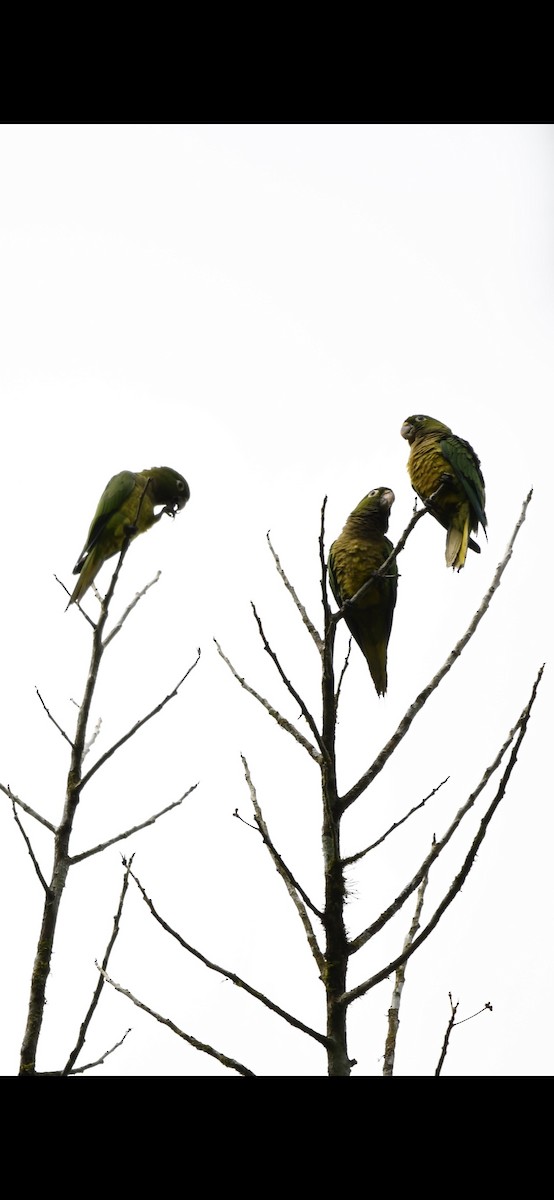 Olive-throated Parakeet (Aztec) - ML643654367