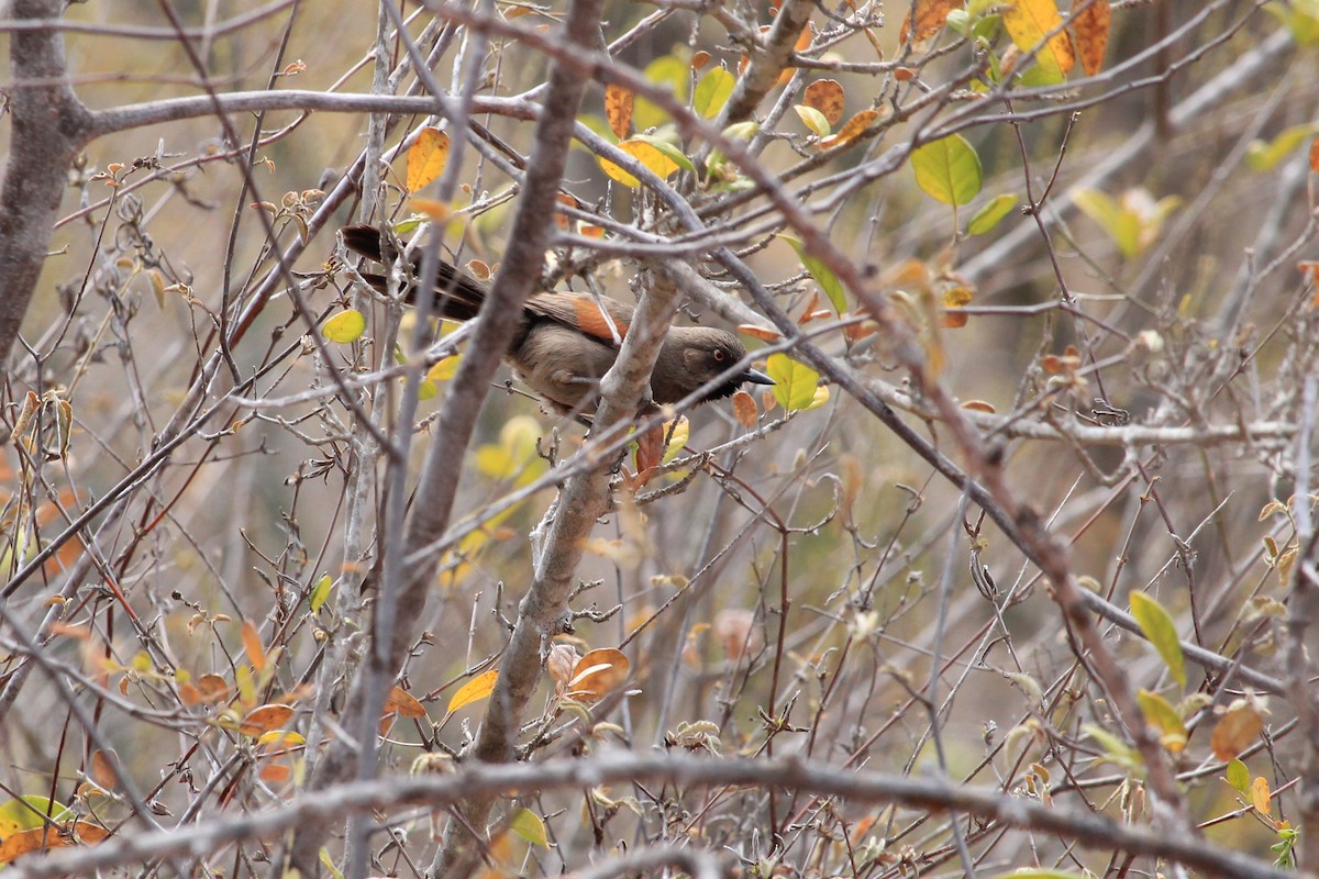 Red-shouldered Spinetail - ML643654372