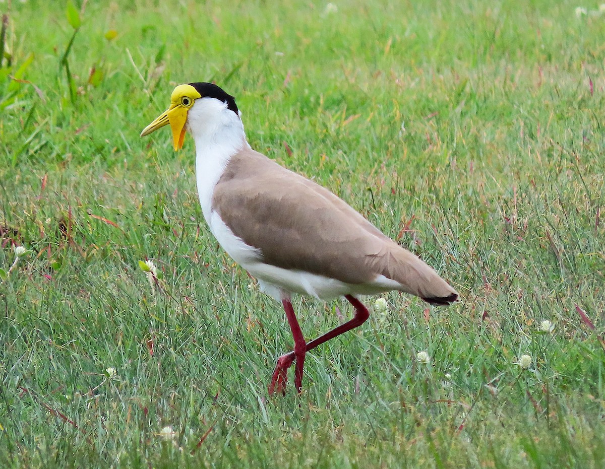 Masked Lapwing (Masked) - ML643654383