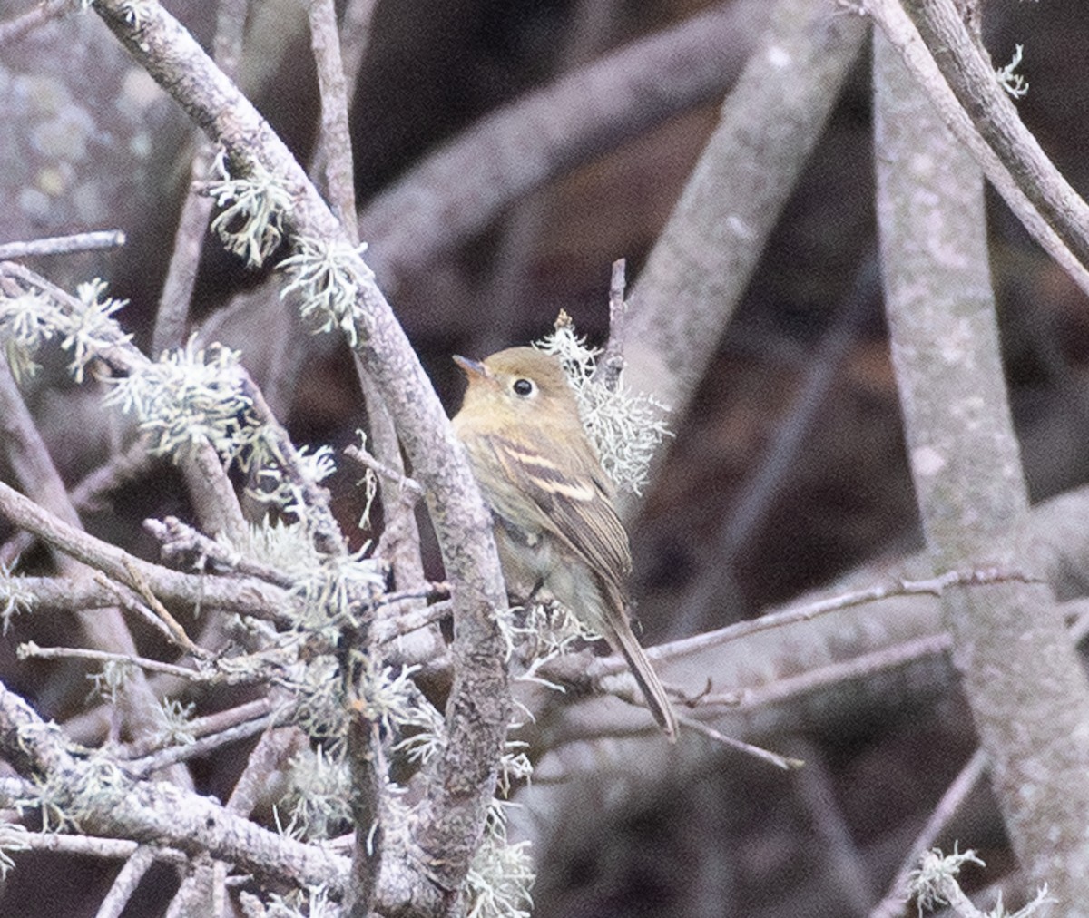 Empidonax sp. - ML643654389