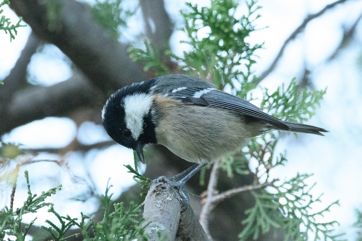 煤山雀 - ML643654397