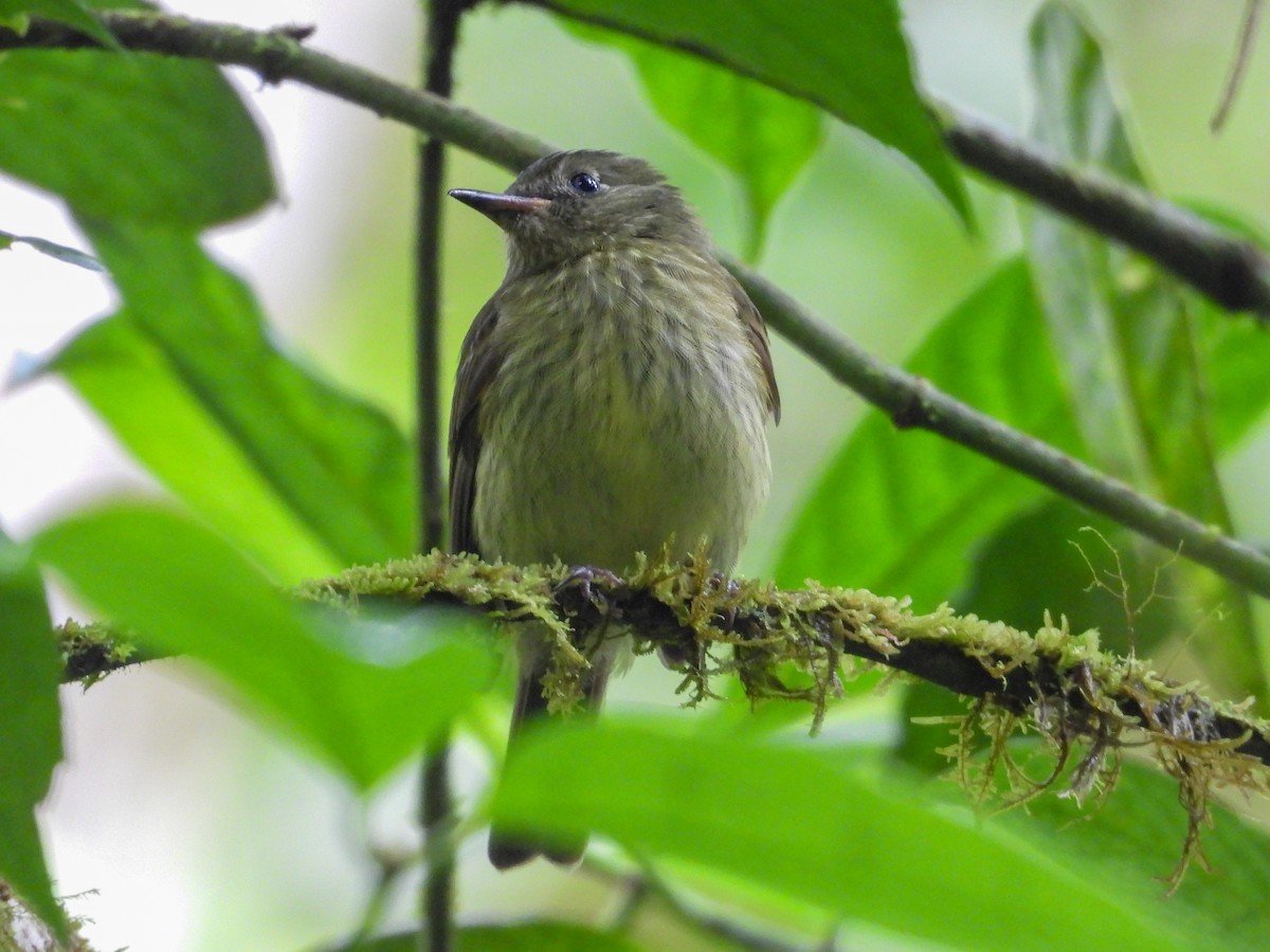 Olive-streaked Flycatcher - ML643654456