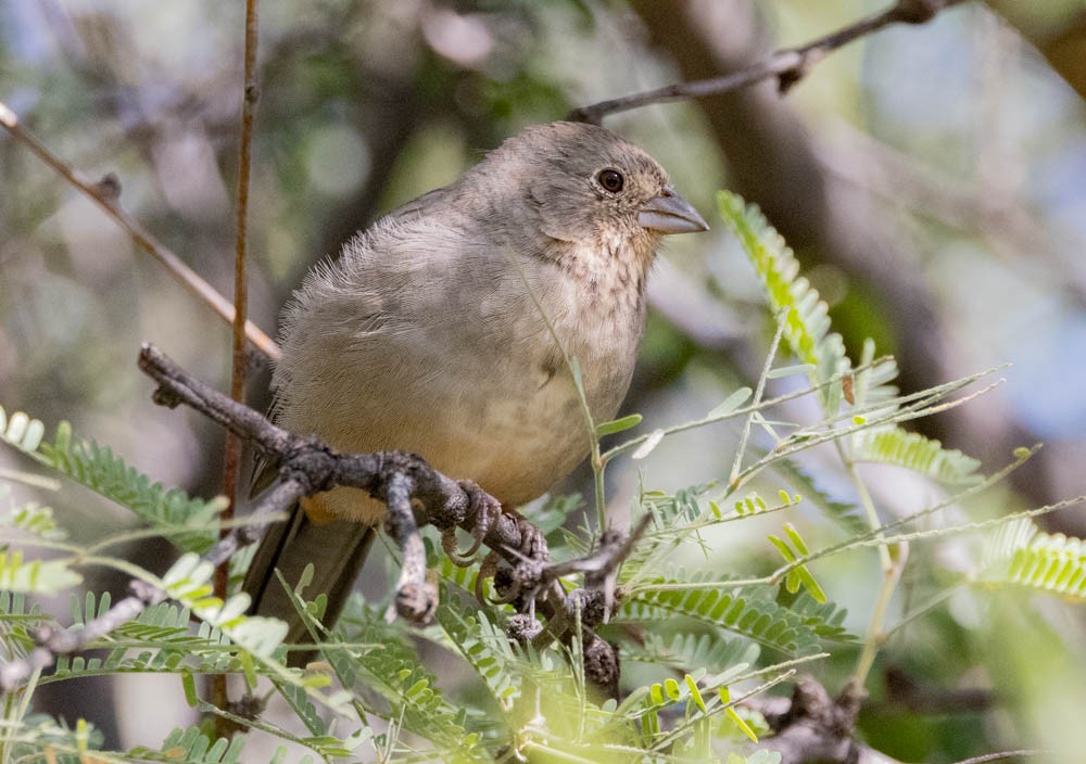 Canyon Towhee - ML643654485