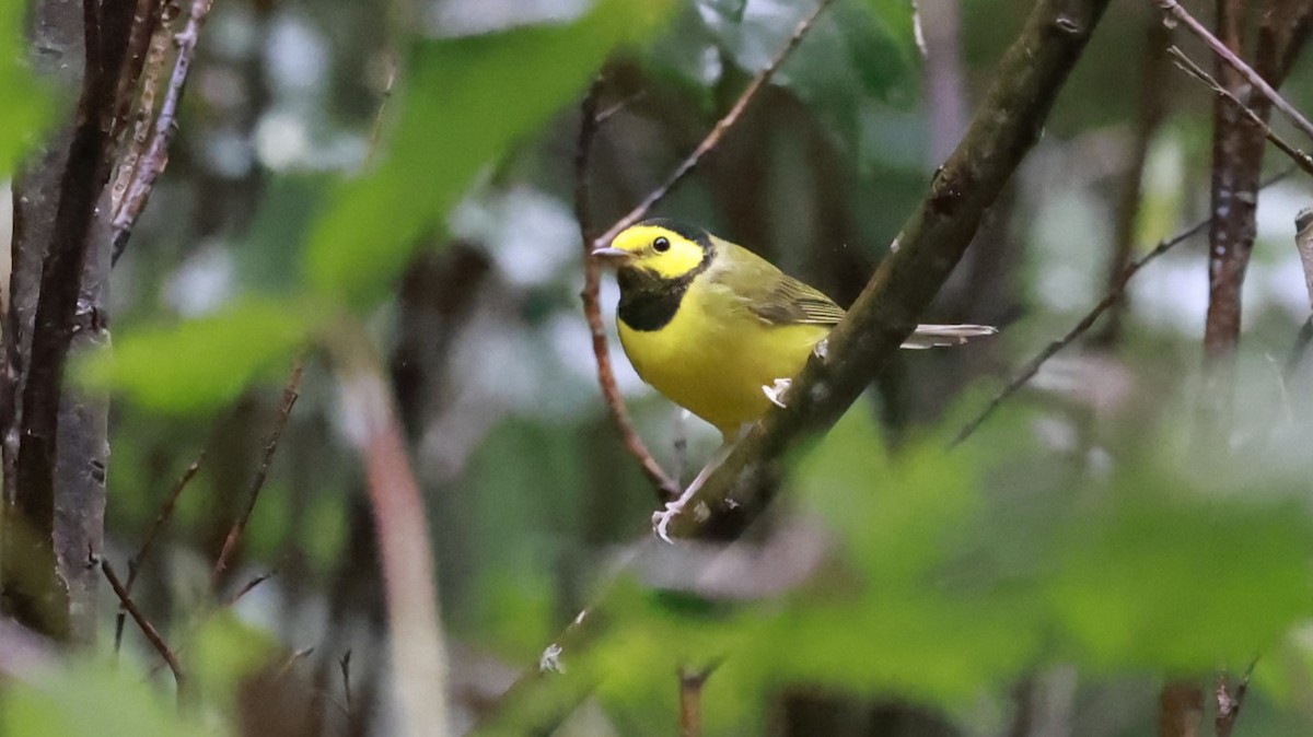 Hooded Warbler - ML643654489