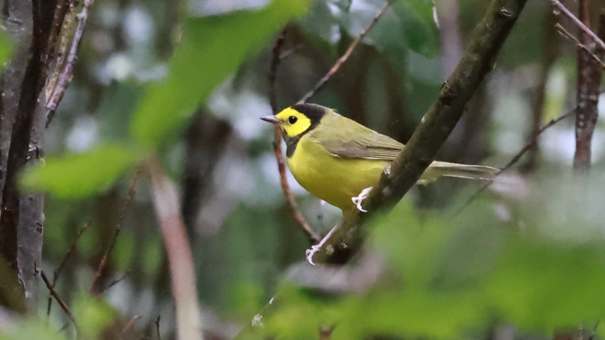 Hooded Warbler - ML643654490