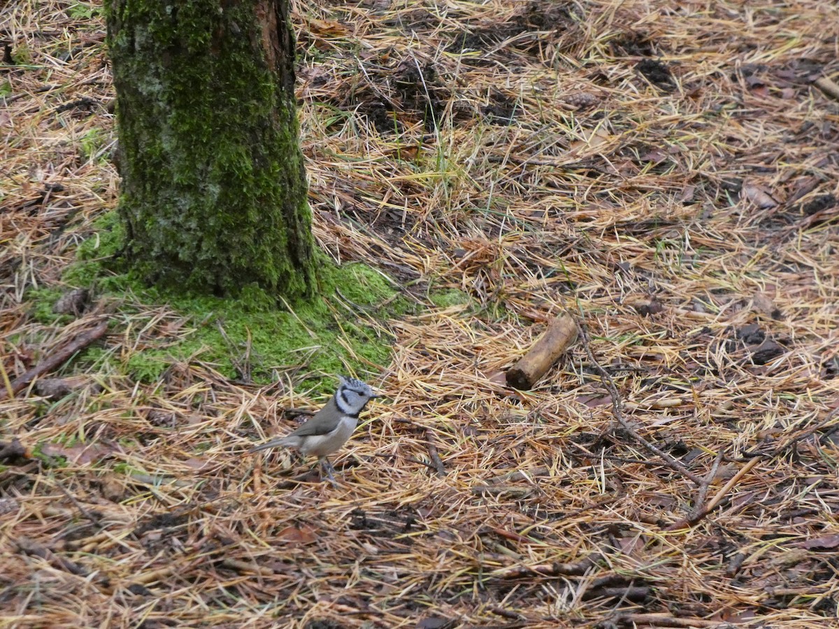 Mésange huppée - ML643654494
