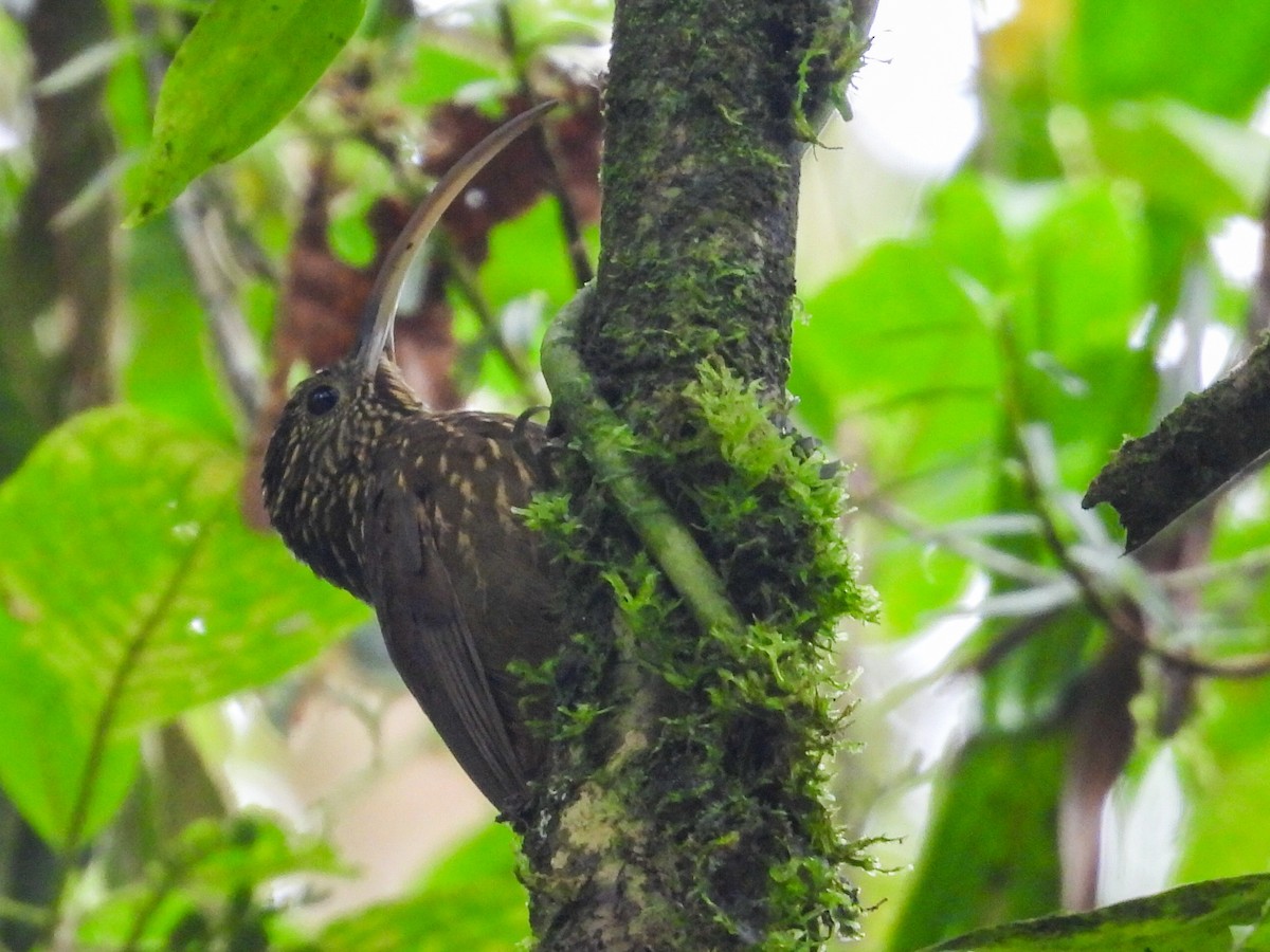 チャユミハシオニキバシリ - ML643654497