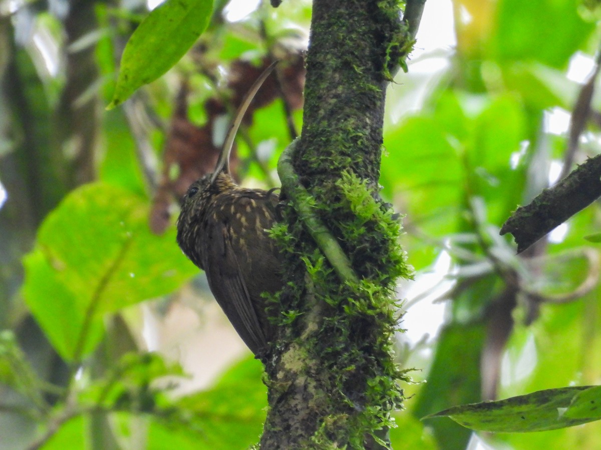 チャユミハシオニキバシリ - ML643654498