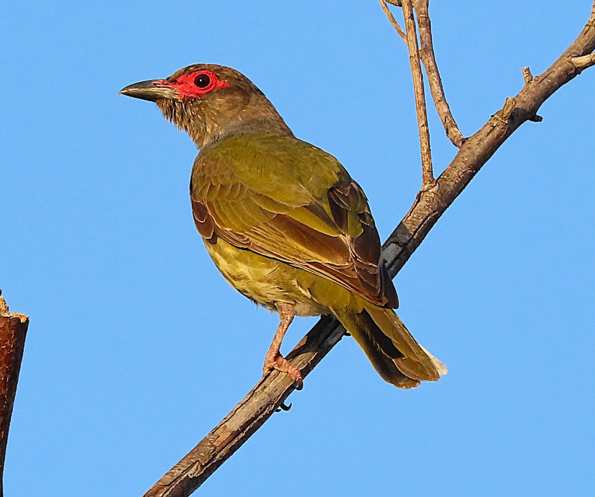 Australasian Figbird - ML643654509