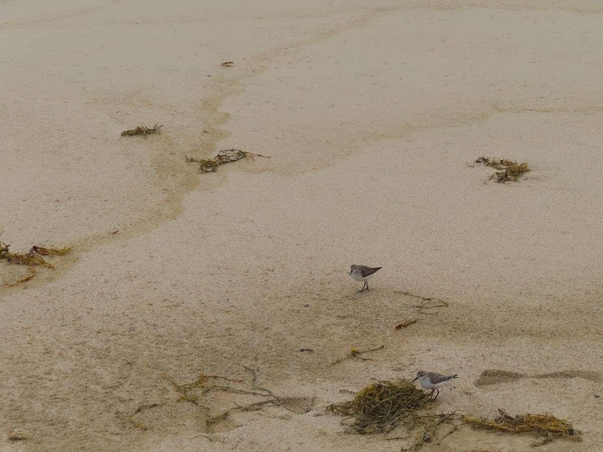 Semipalmated Sandpiper - ML643654512