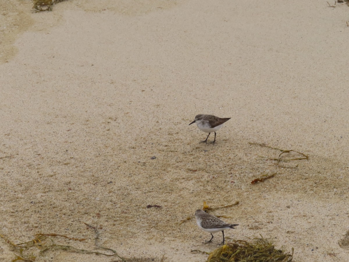 Semipalmated Sandpiper - ML643654513