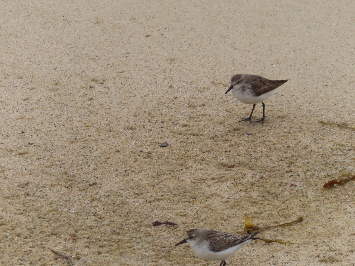 Semipalmated Sandpiper - ML643654516