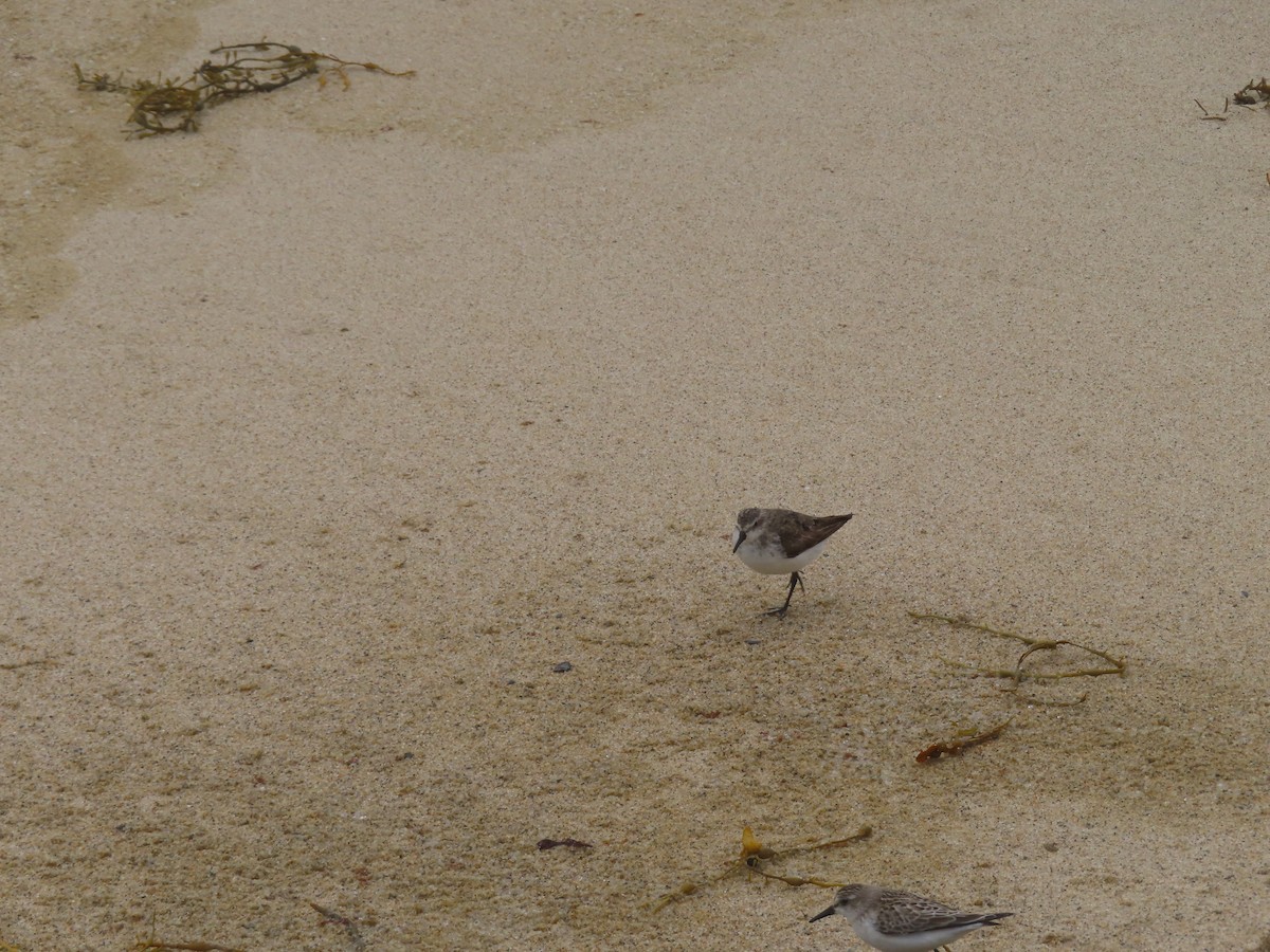 Semipalmated Sandpiper - ML643654517